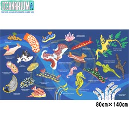 [ OCEANARIUM ] hC^I T01 Nudibranch identification dry towel 80cm x 140cm