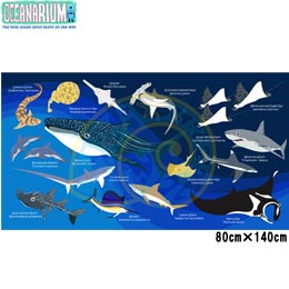[ OCEANARIUM ] hC^I T02 Sharks identification dry towel 80cm x 140cm