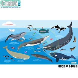 [ OCEANARIUM ] hC^I T04 Whales identification dry towel 80cm x 140cm