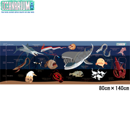 [ OCEANARIUM ] hC^I [C T07 DeepSea marinelife Towel 80cm x 140cm