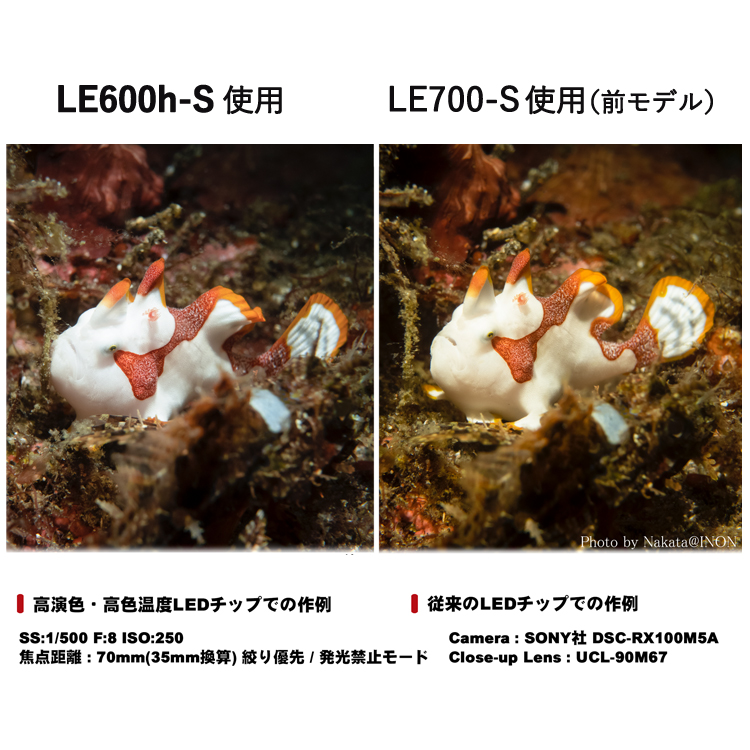 [ INON ] イノン LE600h-W LED 水中ワイドライト