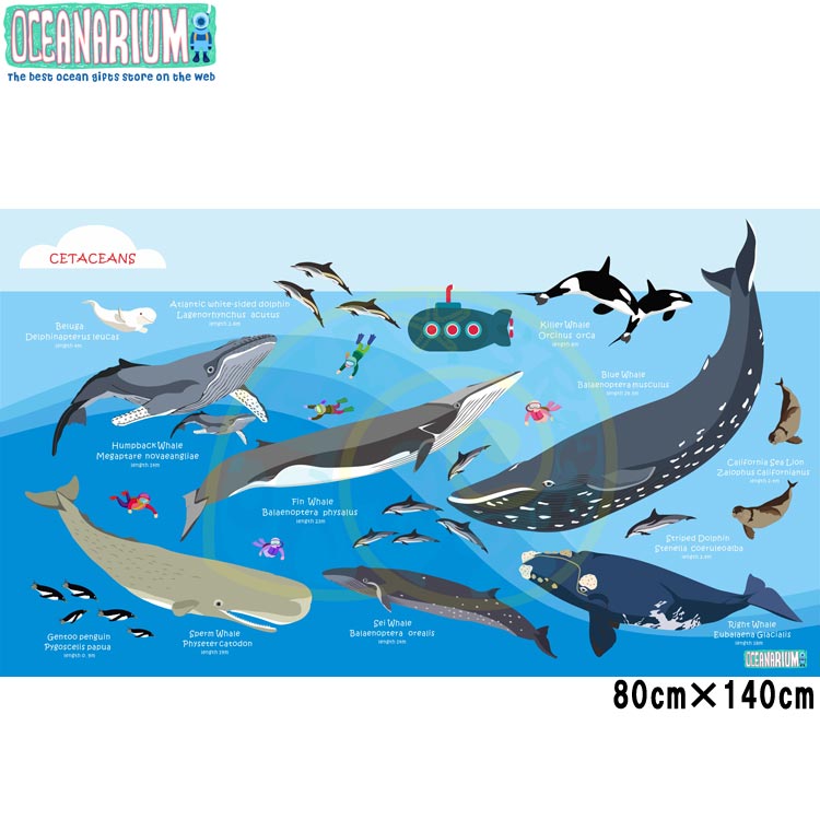 [ OCEANARIUM ] ドライタオル T04 Whales identification dry towel 80cm x 140cm
